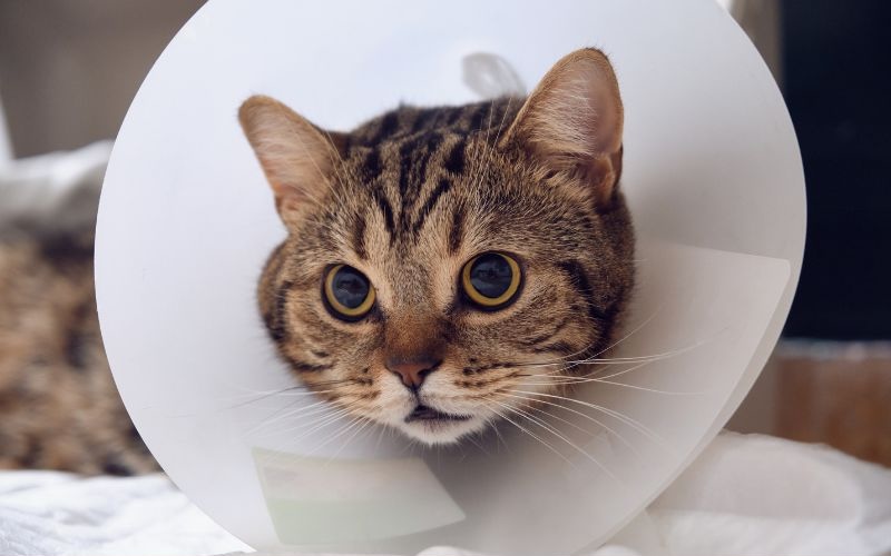 Cat in a cone after surgery