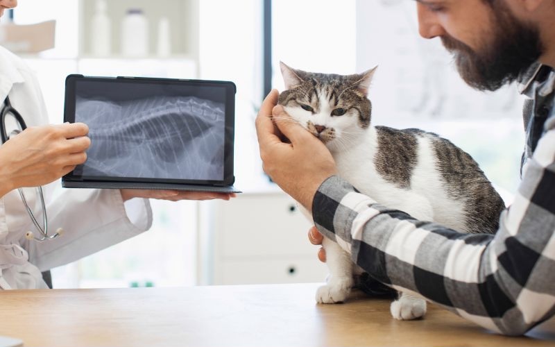 Cat on an exam table being held by a man and a vet looking at xrays