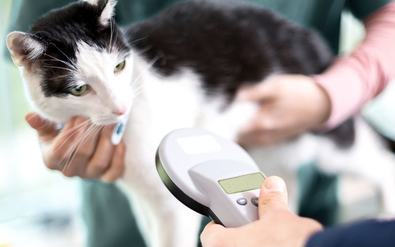 Cat being scanned for a microchip