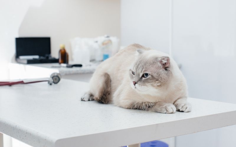 Cat laying on an exam table