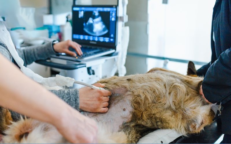 Dog getting an ultrasound