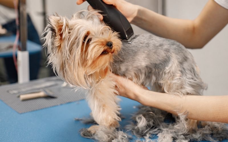 Small dog getting groomed