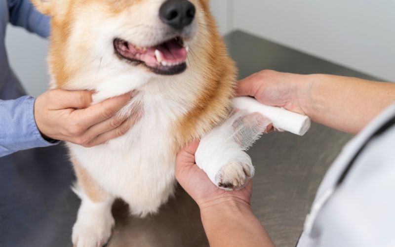 Dog getting its paw wrapped