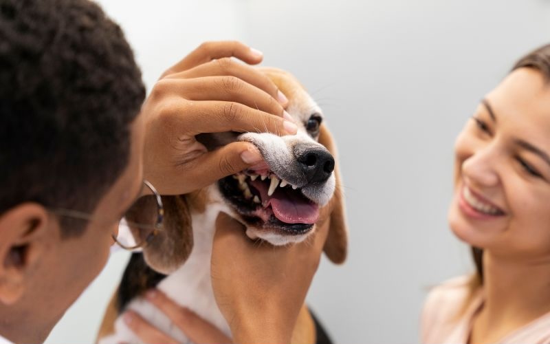 Dog getting their teeth examined