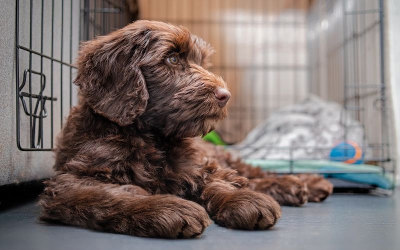 Dog laying in front of a kennel