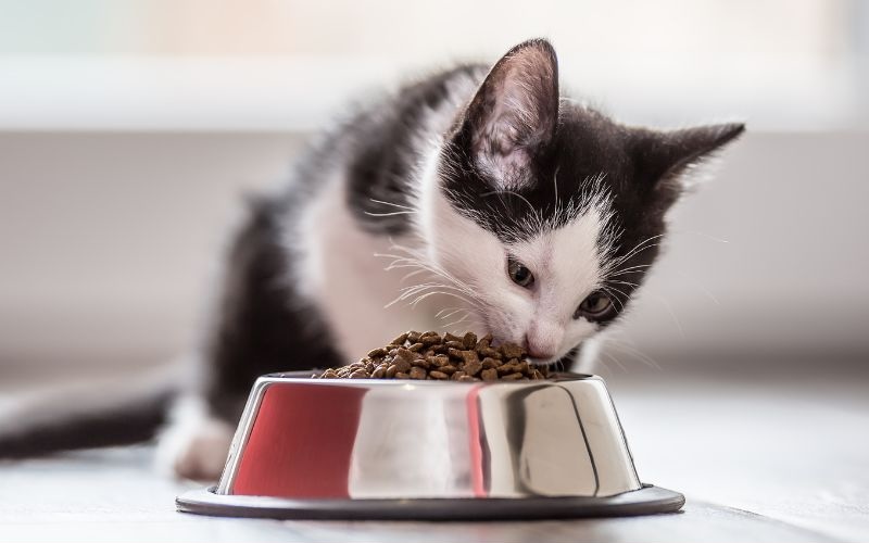 Kitten eating out of a food bowl