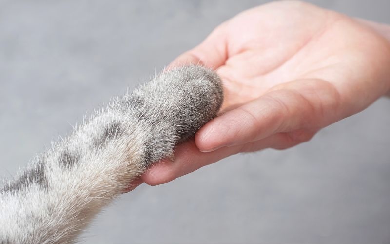 person holding a cat's paw
