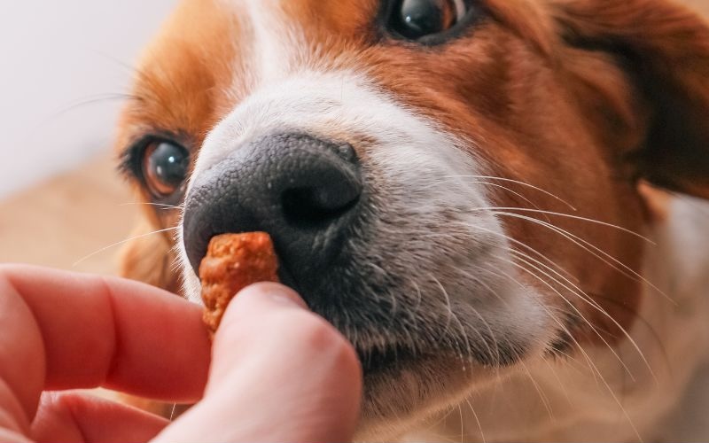 Dog eating a chewable treat