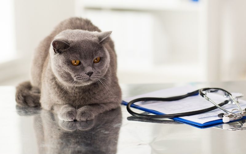 Cat sitting on an exam table
