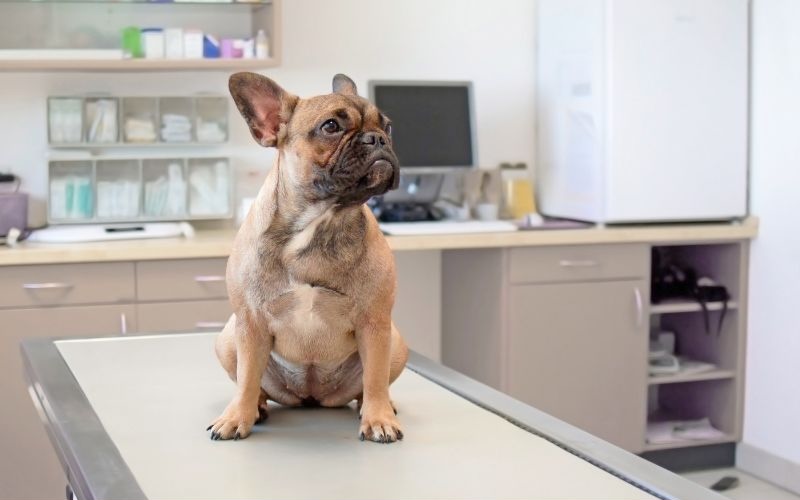Dog sitting on an exam table