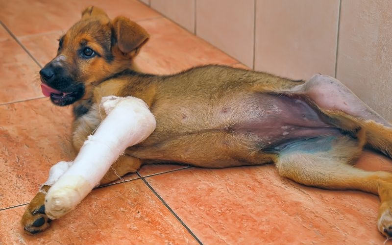 puppy laying down with a cast