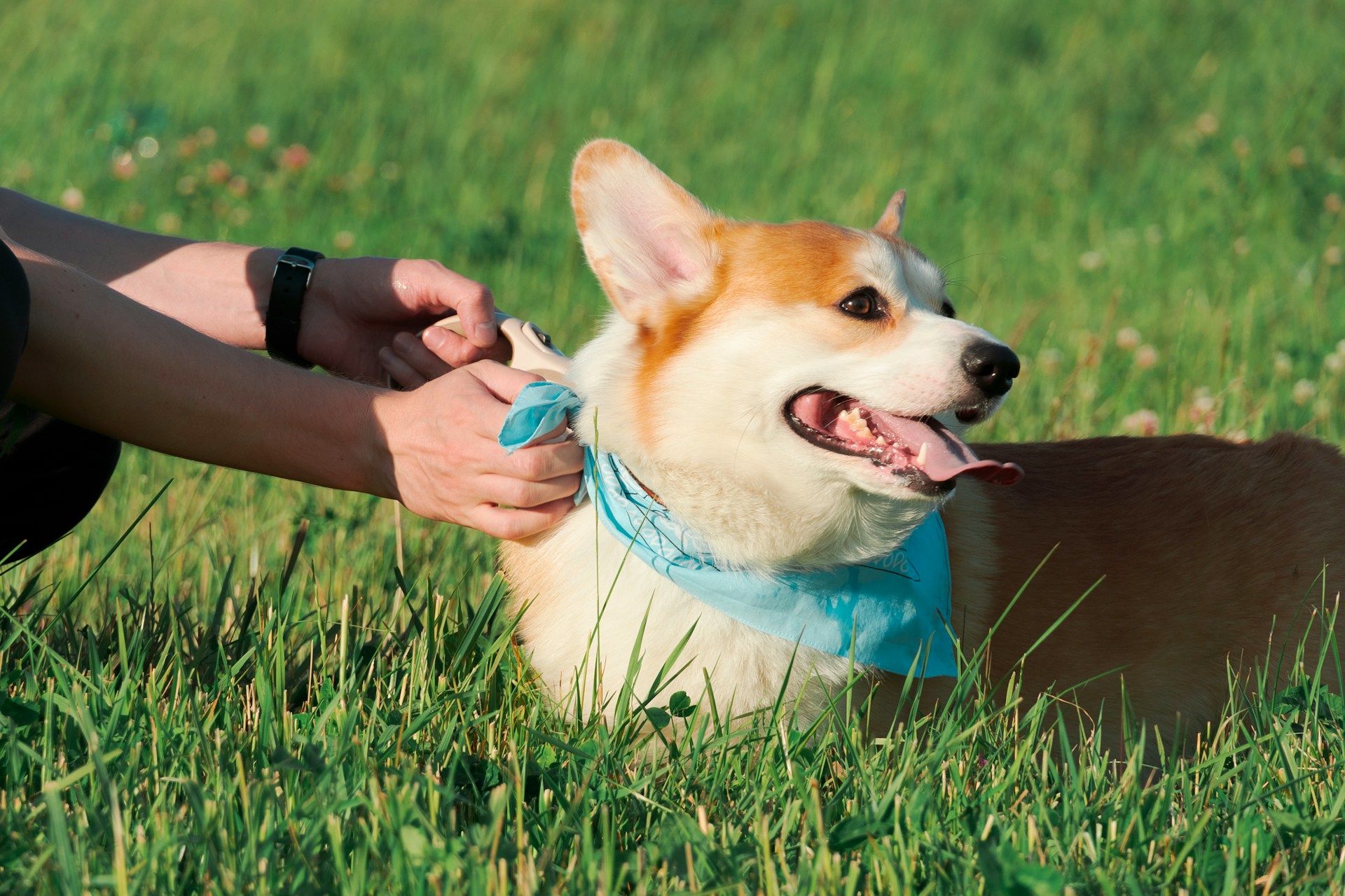 Corgi with blue bandana in grass