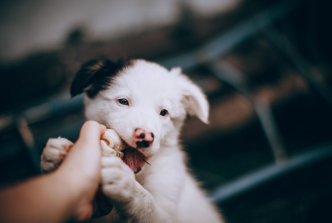 Puppy chewing on hand