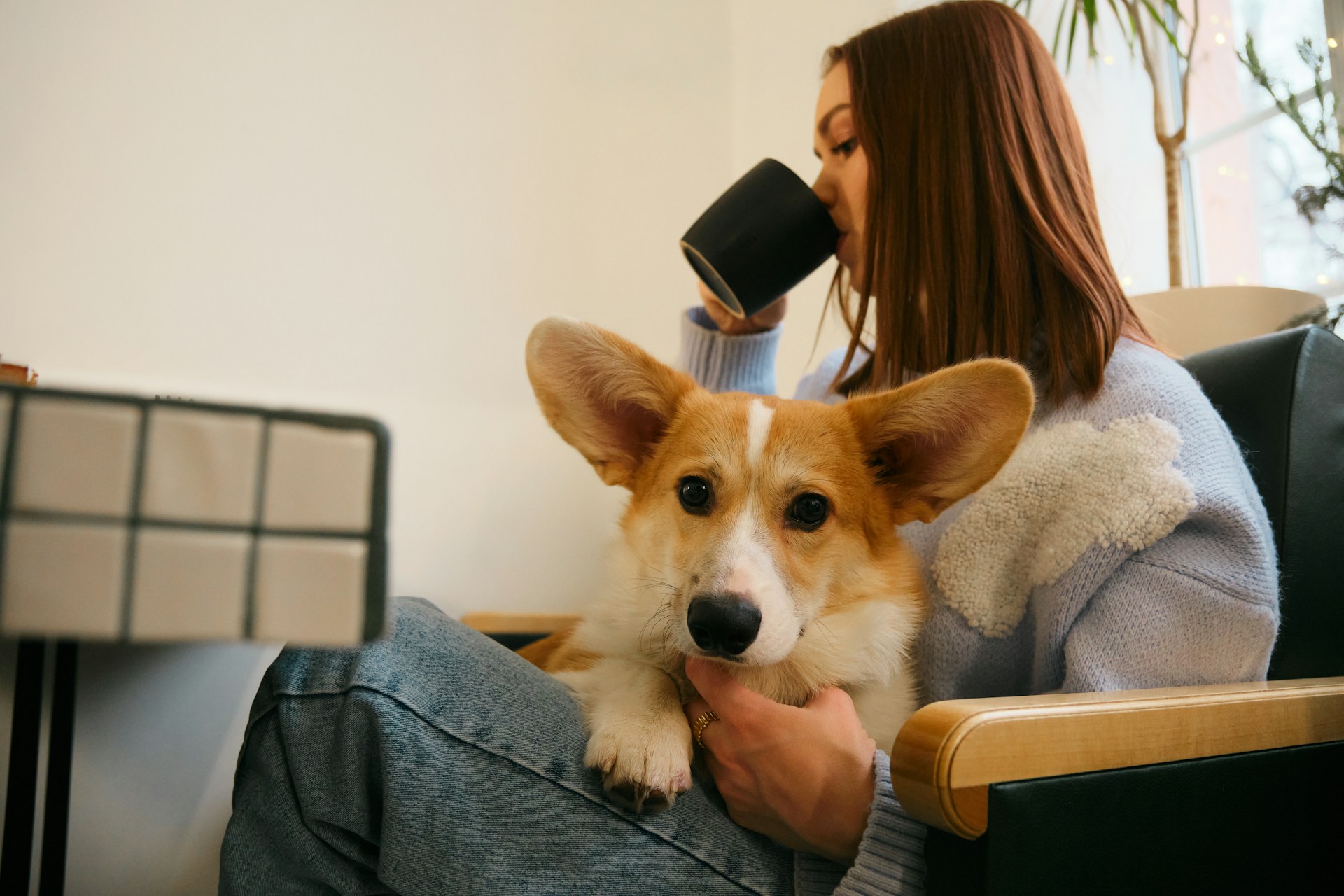 Corgi held while owner drinks coffee