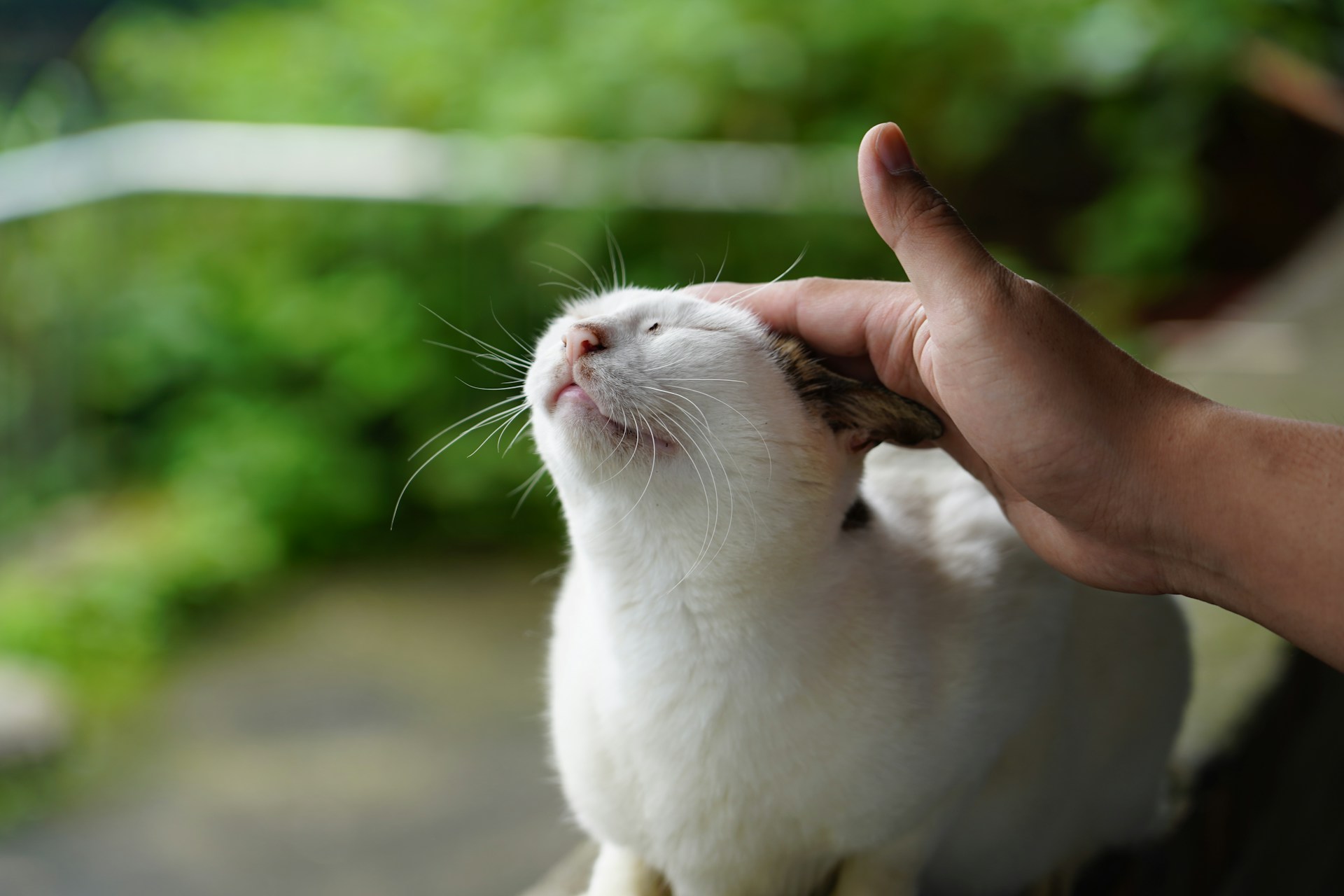Blissful white cat getting head scratch