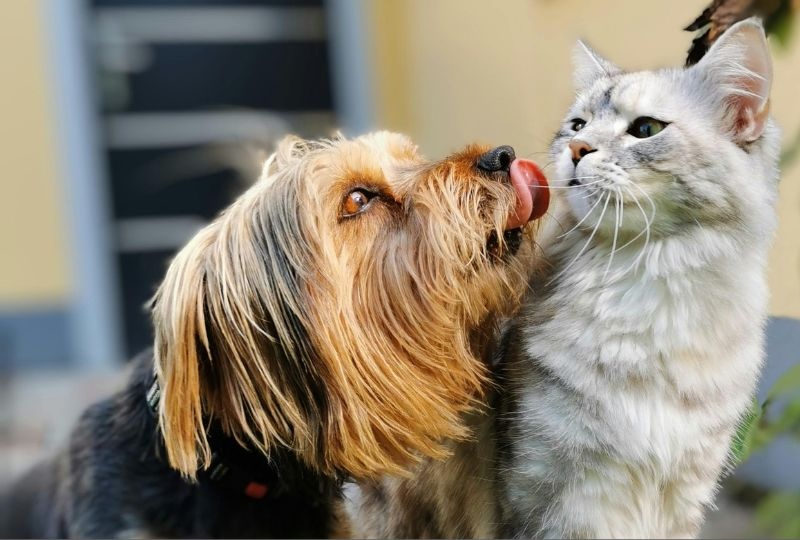 Dog and cat sitting together