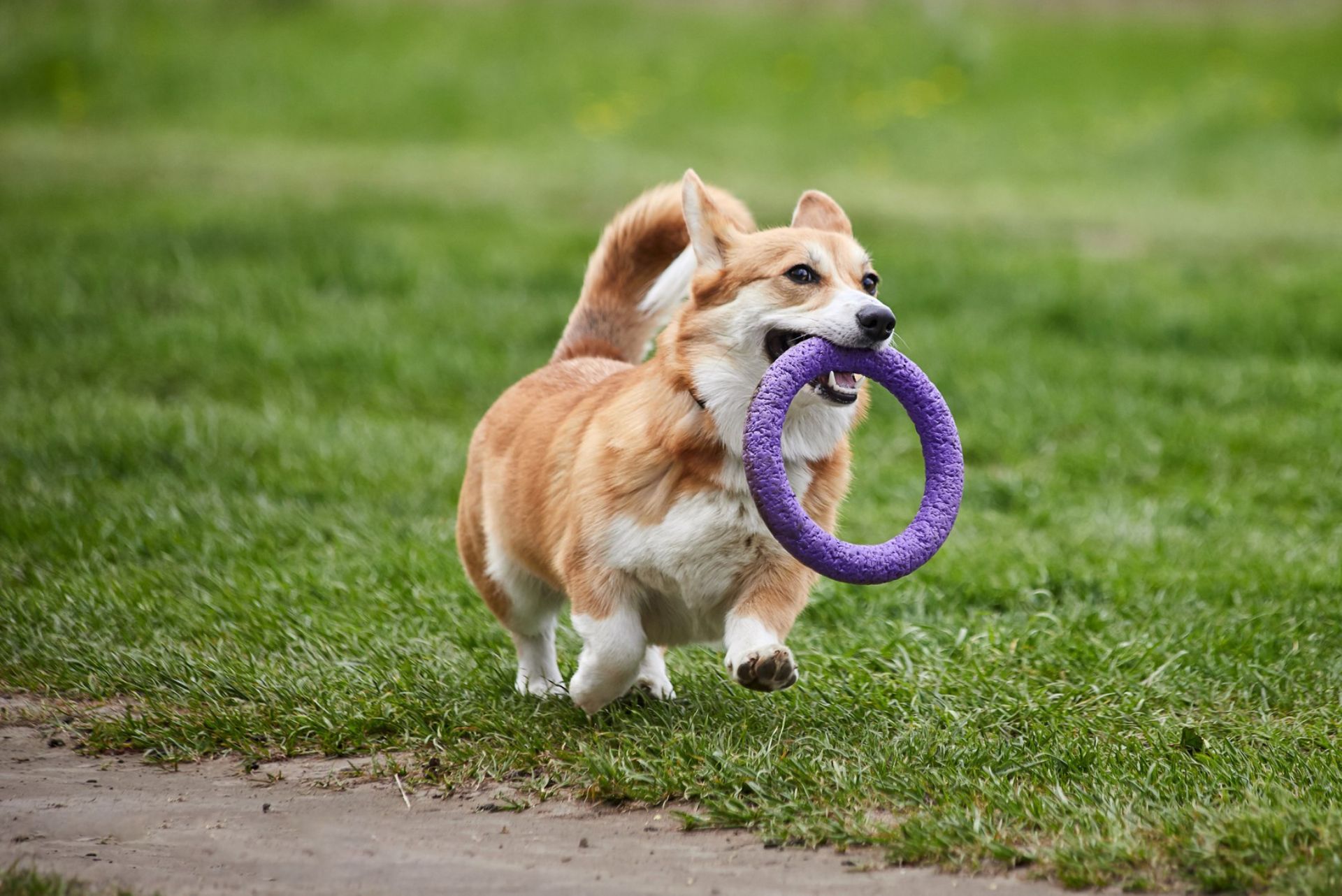Blissful white cat getting head scratch