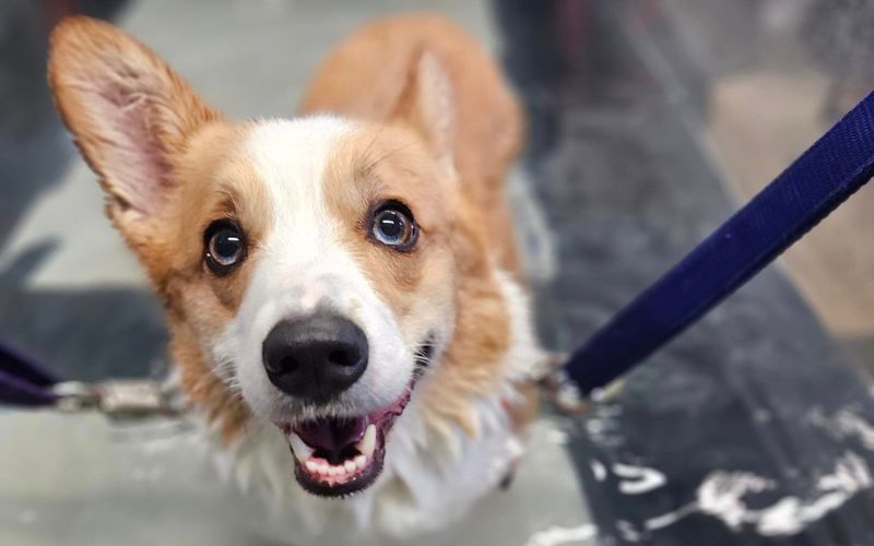 person holding a cat's paw
